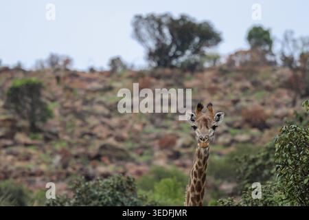 Blick auf eine Giraffe mit Blick auf die Kamera vor einem felsigen Hügel mit grünen Büschen in Waterberg District Municipality, Limpopo, Südafrika. Stockfoto