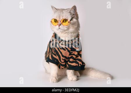 Trendige Feline Fashion: Stylische Katze in Sonnenbrille und Hüftoutfit mit schicken Accessoires Stockfoto
