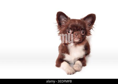 Bezauberndes braunes Chihuahua mit ausdrucksstarken Augen und flauschigem Pelz auf weißem Hintergrund Stockfoto