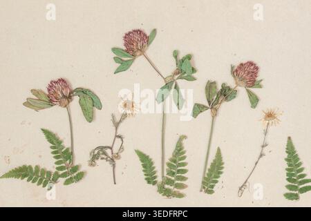 Herbarium mit gepresstem Klee, Kamille, Farnblätter auf Papier für botanisches Studium, Handwerk, ökologisches Design. Natürlicher Hintergrund, Herbarium Stockfoto