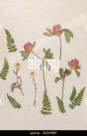 Gepresste Blumen und Farnblätter auf Papier mit Stielen, Blütenblättern, Kleeblüten, Gänseblüten, ökologischem Blumenmuster. Natürlicher botanischer Hintergrund Stockfoto