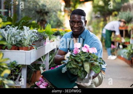 afroamerikanischer Verkäufer, der rosa blühende Cyclamen im Topf anbietet Stockfoto
