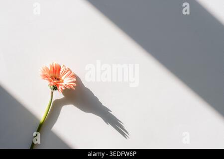 Korallenrosa Gerbera Blume auf hellem Hintergrund mit Schatten. Draufsicht, flach. Stockfoto