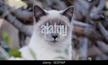 Nahporträt einer blauäugigen Katze mit auffälligem Blick und weichem Fell, natürlicher Hintergrund mit geringer Schärfentiefe. Stockfoto