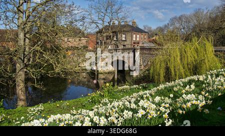 FrühlingsNarzissen am Fluss Wensum, Norwich. Historische Bishop Bridge aus dem 14. Jahrhundert mit Red Lion Pub im Hintergrund. Landschaftlich reizvolle Reise nach Großbritannien. Stockfoto