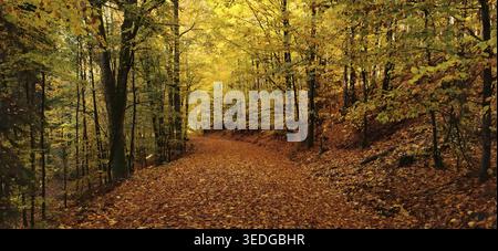 Ein farbenfroher Waldweg, übersät mit goldenen, herbstlichen Blättern und umgeben von Bäumen, Wandern im Herbst, Geroldsgruener Forst, Frankenwald Naturpark Stockfoto