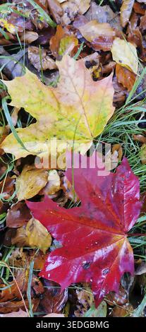 Blick von oben auf zwei bunte Herbstblätter (Acer), die auf nassen Grashalmen und fallenden Blättern liegen, Wandern im Herbst Stockfoto