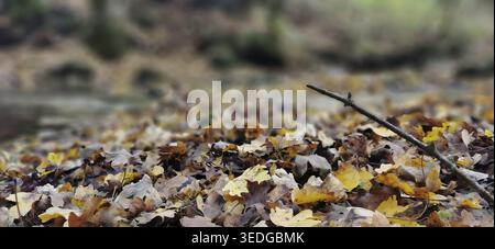 Ein Haufen Herbstblätter auf dem Boden mit einem markanten Zweig im Fokus, der im Herbst wandert Stockfoto