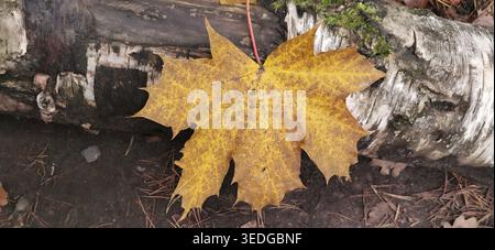 Ein einzelnes gelbes Herbstblatt (Acer) ruht auf der moosbedeckten Rinde einer Birke (betula), die im Herbst spaziert Stockfoto