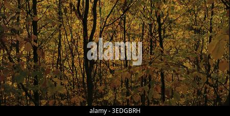 Dichter Wald, in dem das goldene Licht der Herbstblätter leuchtet, Wandern im Herbst, Geroldsgruener Forst, Naturpark Frankenwald, Oberfranken Stockfoto