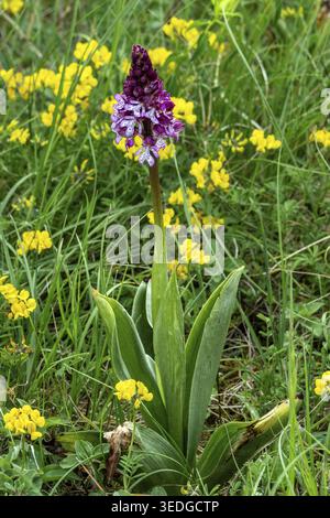 Violette Orchidee (Orchis purpurea), blühend, Baden-Württemberg, Deutschland Stockfoto