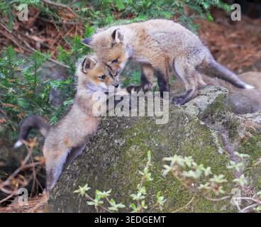 Babys Rotfuchs spielen im Wald, Kanada Stockfoto