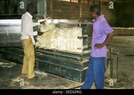 Afrikanische Arbeiter führen rohe Sisalfasern manuell in eine Industriemaschine ein und verarbeiten das natürliche Agavenmaterial für die Textil- und Seilherstellung in A Stockfoto