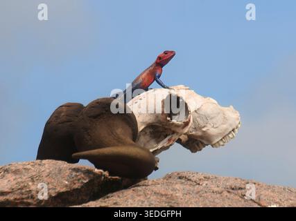 Leuchtender, rotköpfiger Felsagama Mwanza flacher Felsagama (Agama mwanzae), thront auf einem gebleichten Tierschädel in der trockenen Savanne, lebhafter Kontrast von Stockfoto