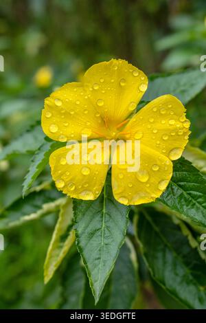 Blume mit Regentropfen Chiang Mai Stockfoto