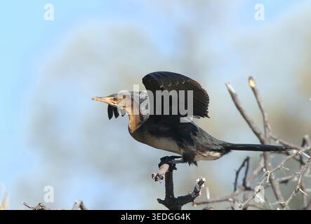 Langschwanzkormoran, der seine Flügel auf einem trockenen Baumzweig gegen einen klaren blauen Himmel ausdehnt, zeigt ein gemeinsames Verhalten dieser Wasservögel in ihrer na Stockfoto