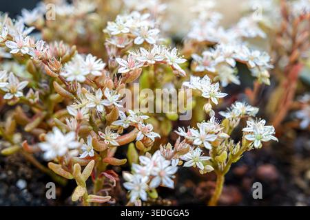 Zarte weiße Sedum-Blüten [Sedum hispanicum, die spanische Steinmetze] öffnen sich in einer natürlichen Umgebung im Freien und zeigen ihre winzigen Blütenblätter und grünen br Stockfoto