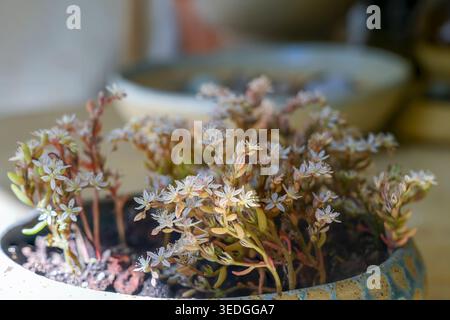 Zarte weiße Sedum-Blüten [Sedum hispanicum, die spanische Steinmetze] öffnen sich in einer natürlichen Umgebung im Freien und zeigen ihre winzigen Blütenblätter und grünen br Stockfoto
