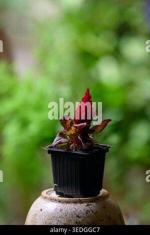 Rote Cockscomb-Blüte aus Celosia, die in einem kleinen schwarzen Plastiktopf auf einer beigen strukturierten Oberfläche mit einem unscharfen grünen natura blüht Stockfoto