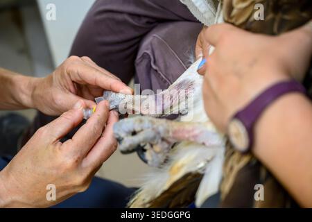 Tierärztliche Fachkräfte bieten wichtige Pflege, indem sie einen intravenösen Katheter in das Bein eines Raptors einführen und Blut für einen Bluttest entnehmen Stockfoto