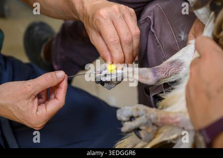 Tierärztliche Fachkräfte bieten wichtige Pflege, indem sie einen intravenösen Katheter in das Bein eines Raptors einführen und Blut für einen Bluttest entnehmen Stockfoto