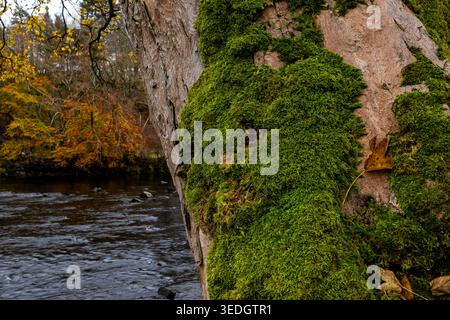 Moosbedeckter Baumstamm neben einem herbstlichen Fluss mit bunten Waldbäumen im Hintergrund Stockfoto