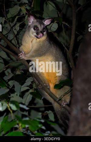 Possum - Trichosurus vulpecula, süßes nächtliches Säugetier, das in den Wäldern Australiens beheimatet ist und in Neuseeland invasiv ist. Stockfoto