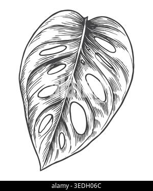Eine detaillierte Vintage-Skizze eines Monstera-adansonii-Blattes mit charakteristischen natürlichen Löchern. Diese exotische Laubdarstellung ist für To optimiert Stock Vektor