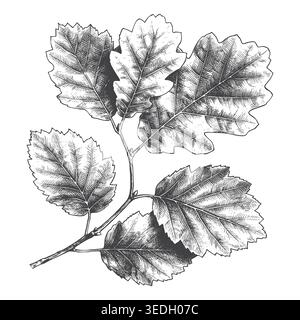 Eine akribische Strichgrafik-Illustration eines Eichenblatts im klassischen Stilstil. Perfekt für Branding mit Waldmotiven und rustikalen Herbstplakaten Stock Vektor