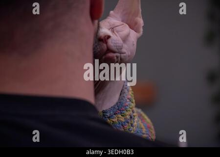 Die Sphynx-Katze reibt ihr Gesicht aus nächster Nähe am Bart des Besitzers. Typisches liebevolles Verhalten haarloser Katzen mit Bindung und Vertrauen. Ideal für Stockfoto
