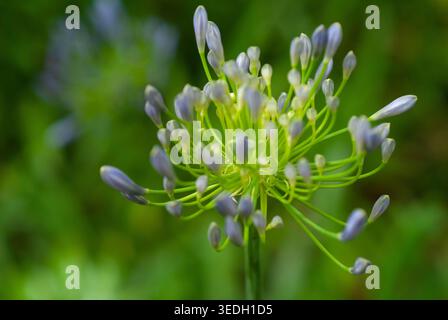Nahaufnahme blauer Agapanthus-Blütenknospen vor weichgrünem Hintergrund Stockfoto
