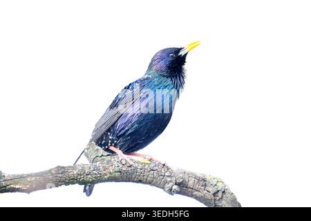 Irisierender gemeiner Starling, der auf einem Baumzweig singt Stockfoto