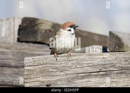 mall Eurasian Tree Sparrow auf dem alten Holzzaun Stockfoto