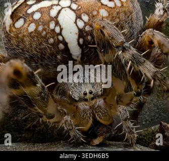 Extremmakro einer europäischen Gartenspinne (Araneus diadematus) mit Kreuzmuster Stockfoto