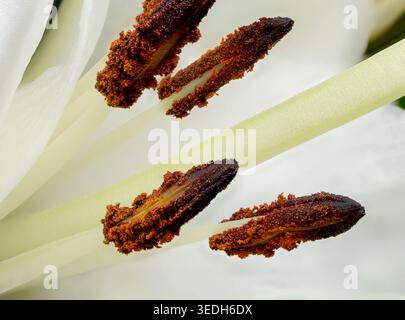 Extremmakro von Lilien-Antheren mit braunem Pollen auf weißen Blättern, Lilium candidum Stockfoto