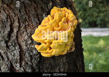 Nahaufnahme von hellgelbem Laetiporus sulphureus oder Waldpilz, der auf einem Baumstamm wächst, essbarer Wildpilz in einem sonnigen Park Stockfoto