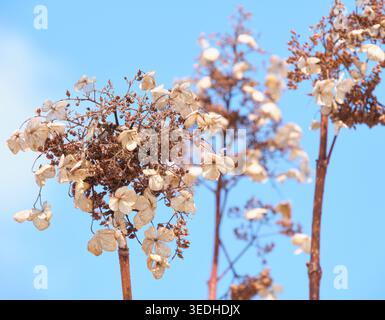 Getrocknete und verwelkte Blüten der Panicled Hortensie (Hydrangea paniculata) in einem Winterwald, Hokkaido, Japan Stockfoto