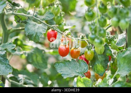 Bio-Kirschtomaten wachsen auf Reben in einem sonnendurchfluteten Gewächshaus. Die Fotos wechseln von breiten Reihen zu lebendigen Nahaufnahmen, die die frische Landwirtschaft betonen. Stockfoto