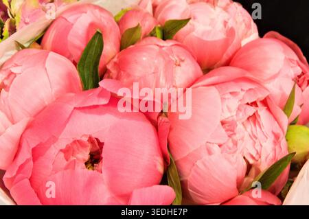 Schöner rosafarbener Pfingstrosenstrauß als Hintergrund Stockfoto