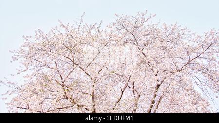Die wunderschöne Somei Yoshino Kirsche blüht in voller Blüte vor einem klaren blauen Himmel im Frühling in Hokkaido, Japan Stockfoto