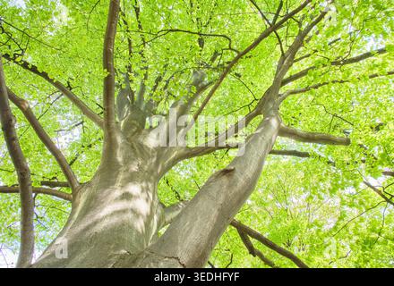 Niedriger Blickwinkel mit Blick auf das frische grüne Baldachin der Buche (Fagus crenata) im Frühjahr, Hokkaido, Japan Stockfoto