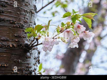 Nahaufnahme der wunderschönen rosafarbenen Yoshino-Kirschblüten (Somei-yoshino) und der frischen grünen Blätter bedeckt mit Frühlingsregentropfen auf einem nassen Baumstamm, Hokkaido, J Stockfoto