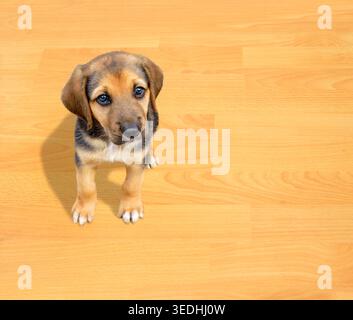 Hündchen sitzt und schaut zu Hause in die Kamera mit Copyspace Stockfoto