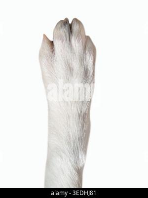Nahaufnahme der Hundepfote isoliert auf weißem Hintergrund. Die Hunderasse ist Border Collie Stockfoto