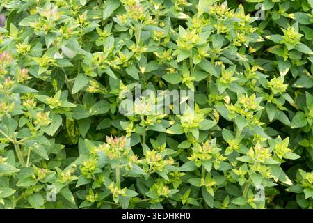 Ein Bett aus wachsenden Oregano, Origanum „Gold Tips“. Stockfoto