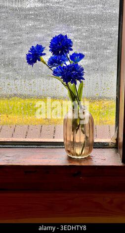 Blaue Blumen in Glasvase auf regnerischem Fensterschweller Stockfoto
