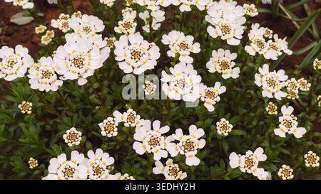 Dichte Gruppe von kleinen weißen Frühlingsblumen mit grünem Laub für Garten Bodendecke Hintergrund und Blumendesign Verwendung Stockfoto