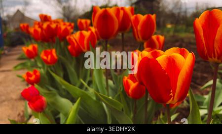 Reihe roter und oranger Tulpen im Frühlingsgarten mit niedriger Perspektive für florales Hintergrundposter und Nahaufnahme-Naturbanner für saisonale Landschaft Stockfoto