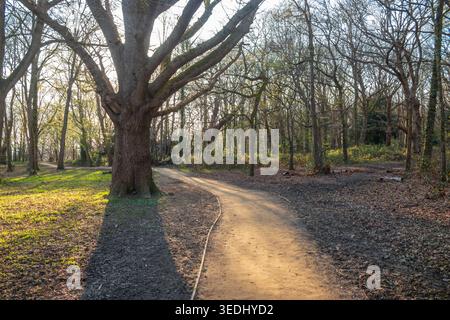 Pfad durch Rusthall Common bei Sonnenuntergang, Tunbridge Wells, Kent, Großbritannien Stockfoto