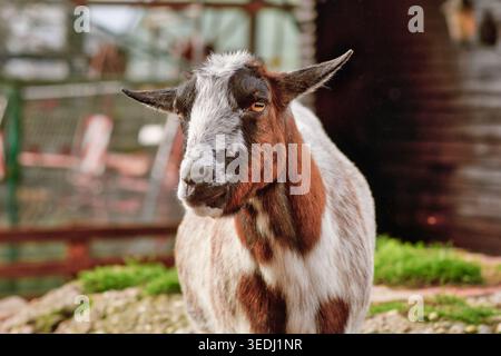 Kleine braune und weiße Hausziege Stockfoto
